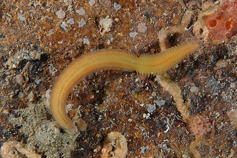 Phyllodoce sp.